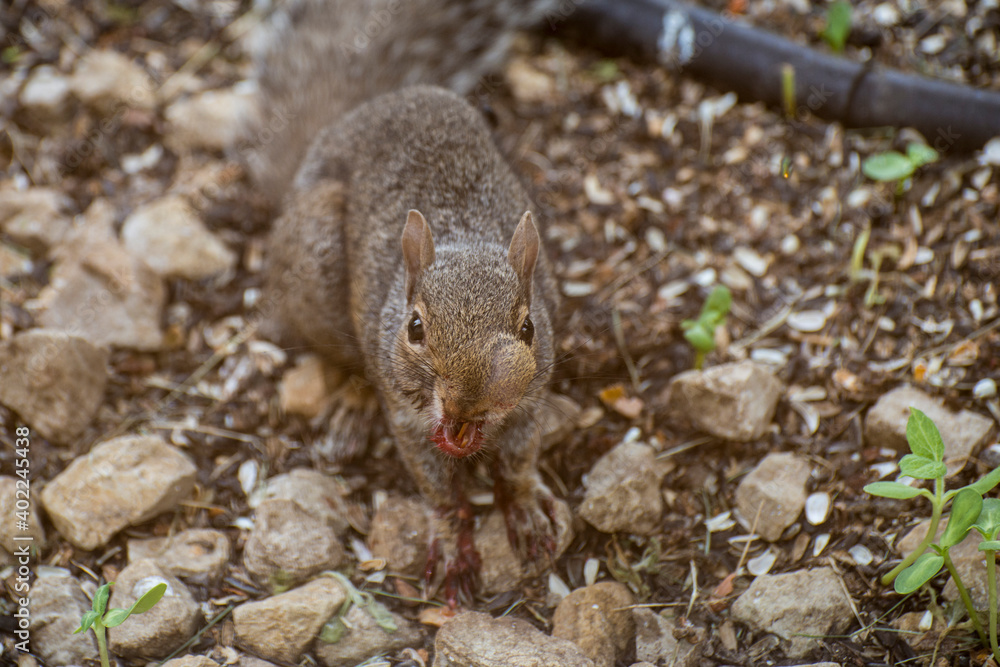 Sick Eastern Gray Squirrel with abcess on face Sick Eastern Gray Squirrel with abcess on face