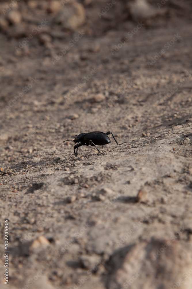 Close up of black stinkbug, pinacate beetle scurrying away across dirt Close up of black stinkbug, pinacate beetle scurrying away across dirt