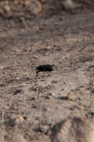 Close up of black stinkbug, pinacate beetle scurrying away across dirt