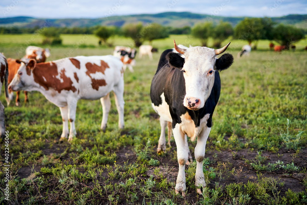 Cow of farm in the grassland of Hulunbuir of Inner Mongolia.