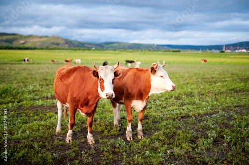 Cow of farm in the grassland of Hulunbuir of Inner Mongolia. © 孝通 葛