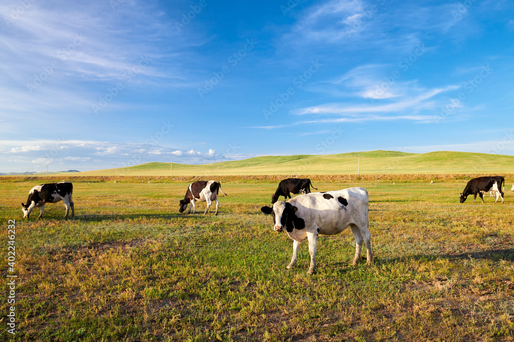 Cow of farm in the grassland of Hulunbuir of Inner Mongolia. Cow of farm in the grassland of Hulunbuir of Inner Mongolia.