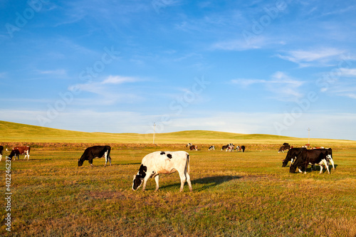 Cow of farm in the grassland of Hulunbuir of Inner Mongolia. © 孝通 葛