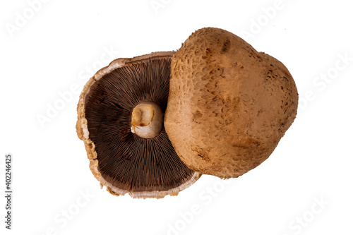 Portabella brown whole mushrooms isolated on white background. photo