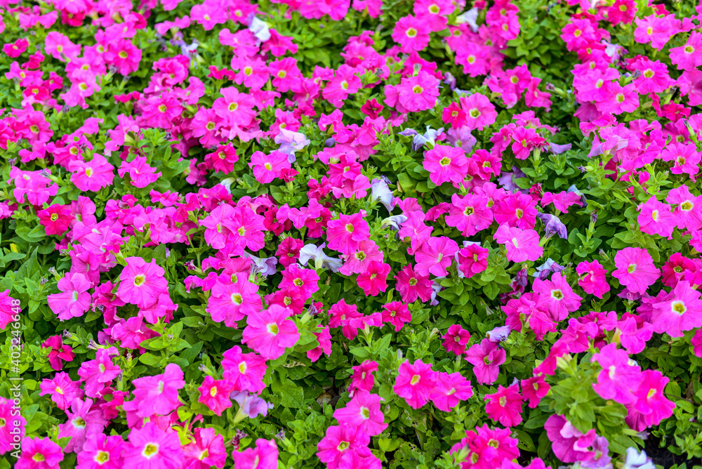 Naklejka premium field of flowers