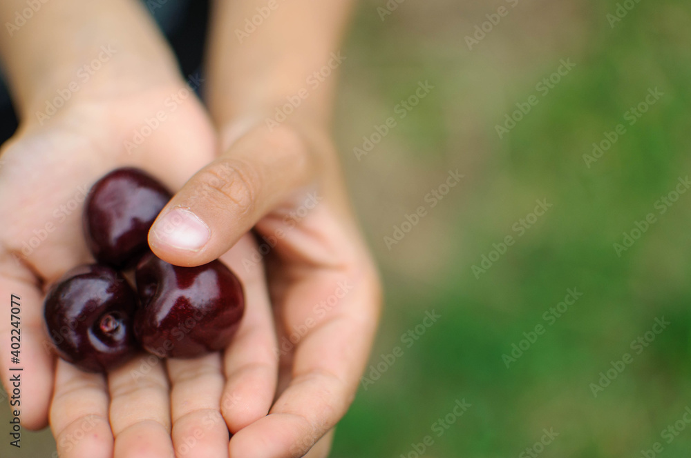 hands holding fresh picked cherries hands holding fresh picked cherries