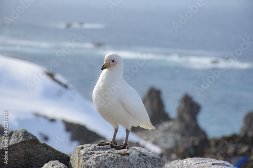 paloma blanca antartica / antarctic white dove