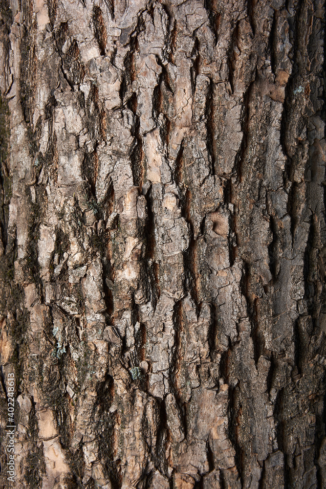 Natural background of old tree bark, texture of brown color. Can be used as background for designs. Natural background of old tree bark, texture of brown color. Can be used as background for designs.