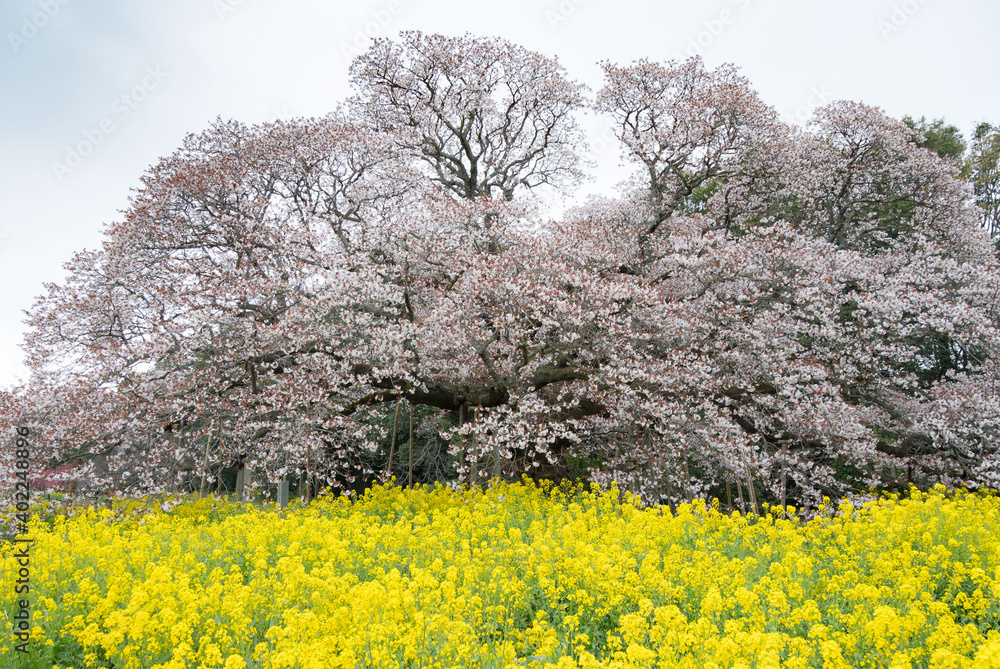菜の花と大桜 菜の花と大桜