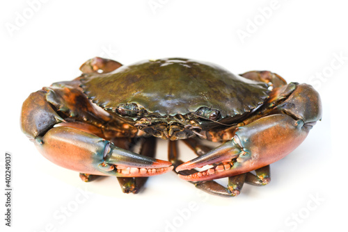 Crab isolated on white background, Fresh seafood serrated mud crab.