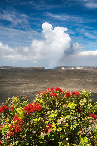 Kilauea volcano with Ohia tree and its flower, the Lehua blossom. Halemaumau crater. Big Island Hawaii  photo