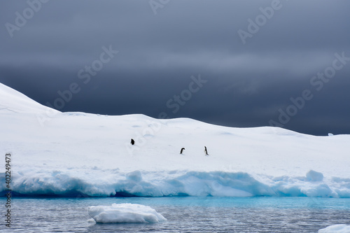 pingüinos solitarios en hielo antartico