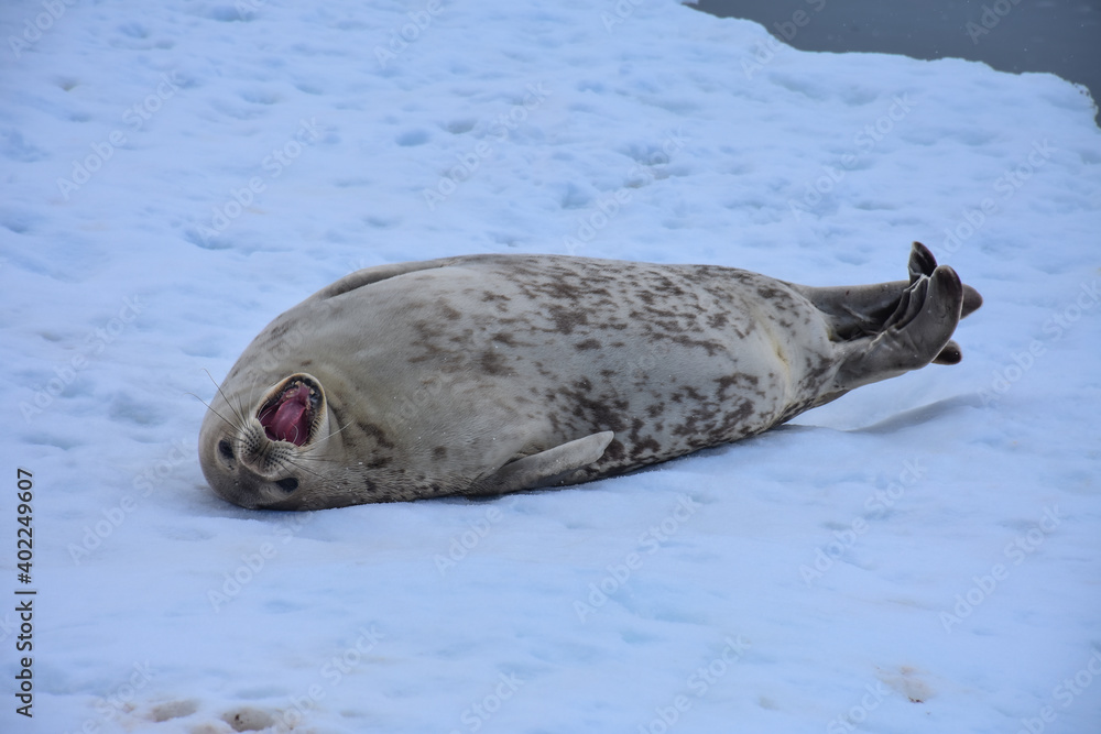 Obraz premium foca leopardo con la boca abierta