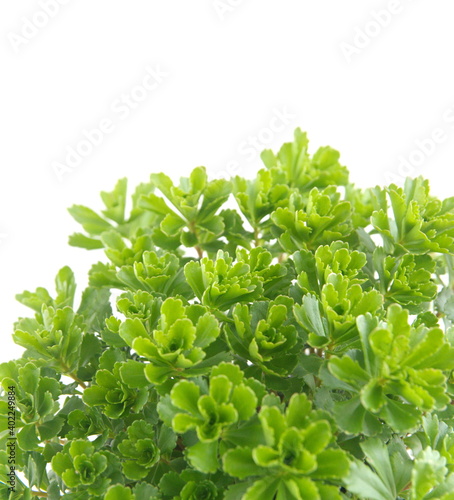 Phedimus spurius - succulent  Crassulaceae, stonecrop, sedum, caucasian stonecrop, sedum reflexum, on white background