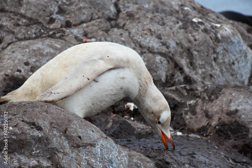 Pingüino Blanco Antártico buscando piedras para su nido.