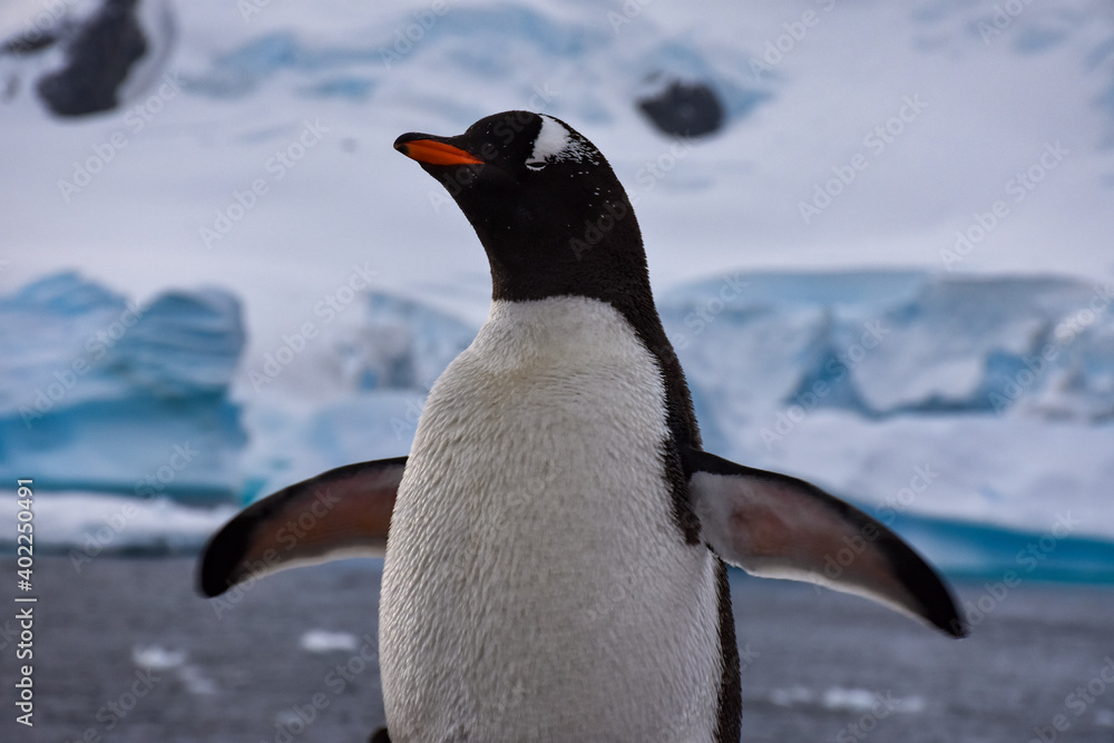 Fototapeta premium Pingüino Antártico 