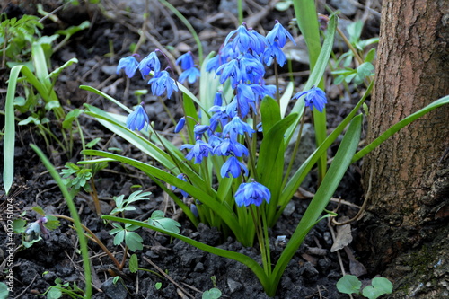 The flower Scilla siberica is soft and graceful.
