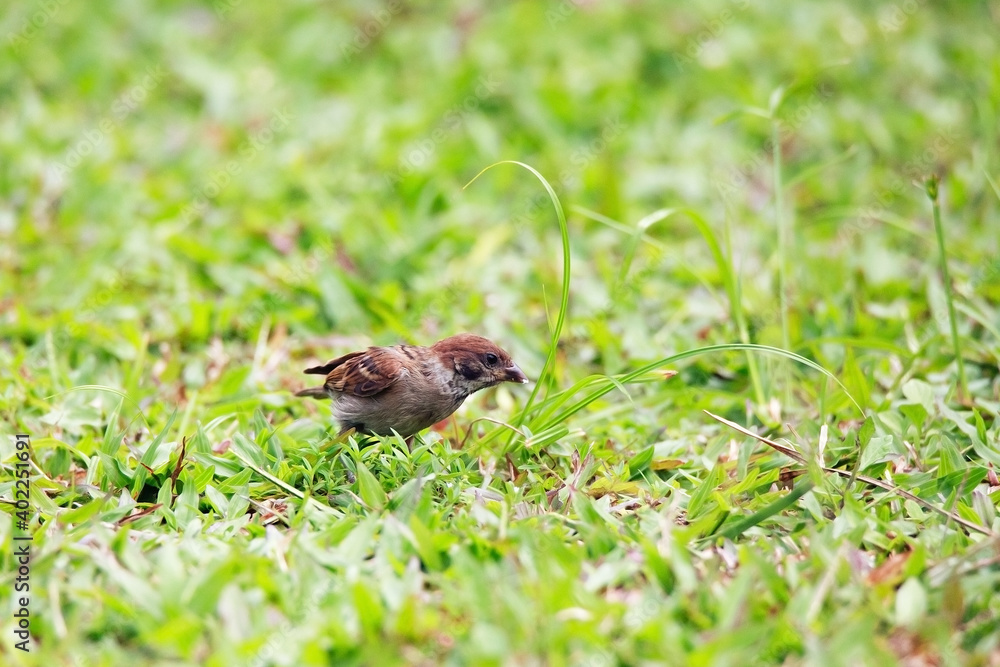 Sparrows play and forage in the grass