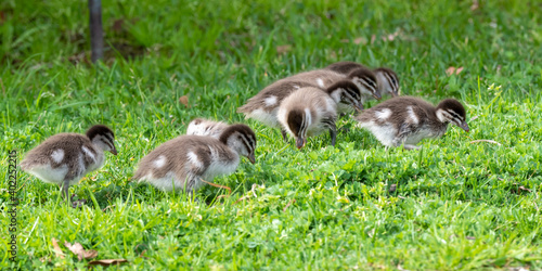 Wood duck ducklings © Merrillie