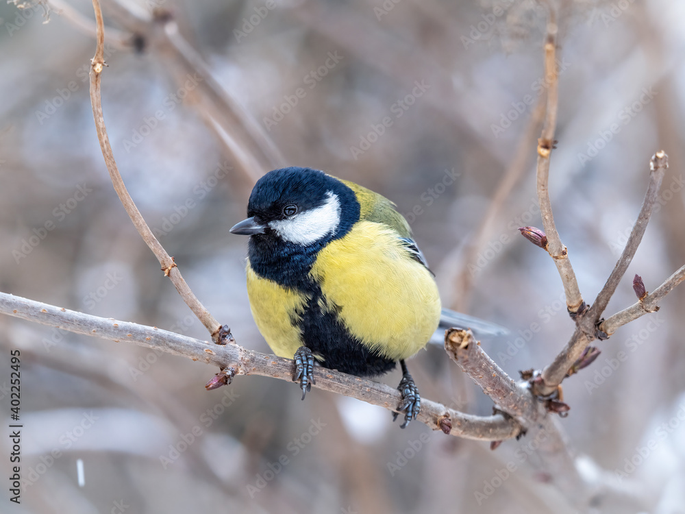 Naklejka premium Cute bird Great tit, songbird sitting on a branch without leaves in the autumn or winter.