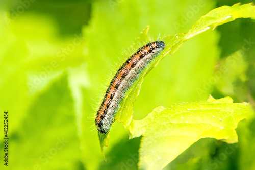 Hawthorn caterpillar eating a leaf, selective focus