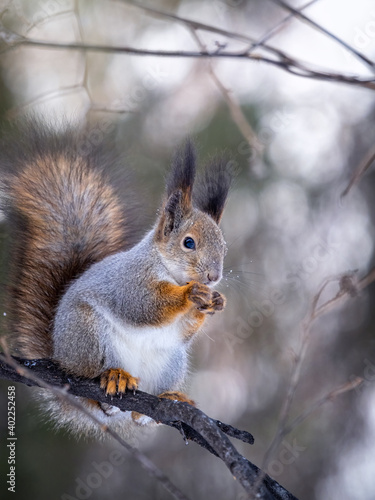 The squirrel with nut sits on tree in the winter or late autumn