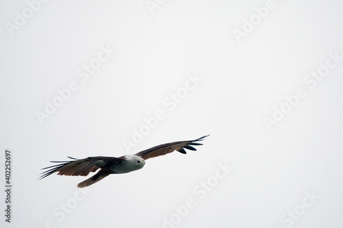 An eagle playing in the air