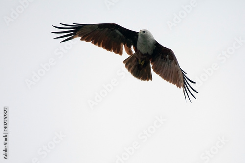An eagle playing in the air © Ryk2982