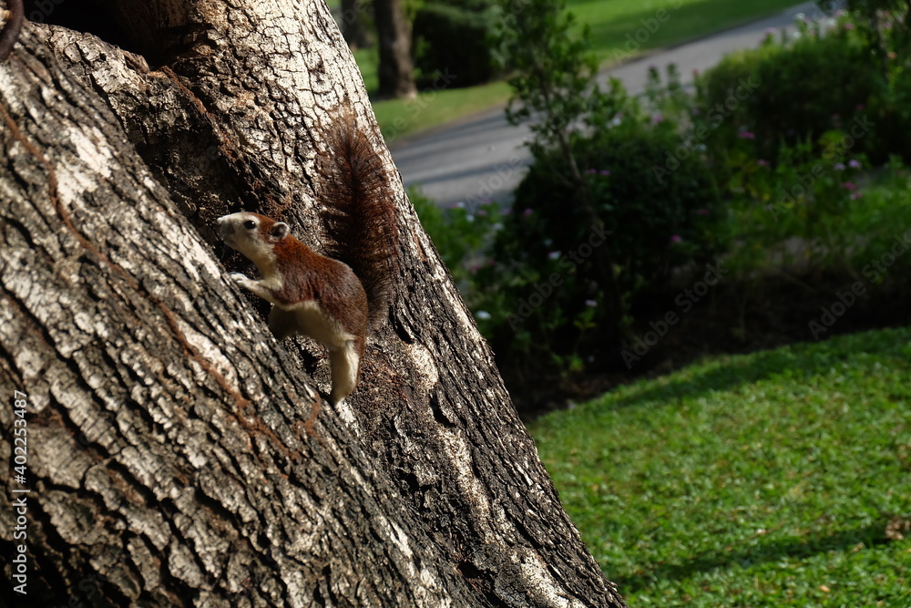 
Squirrel or Climb or Animal