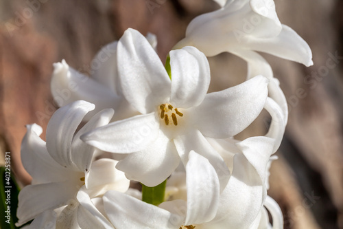 White hyacinth flowerhead