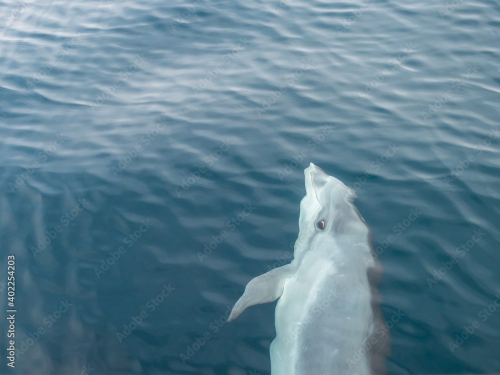 Naklejka premium Common Dolphins Bubbling and Breaching the Surface