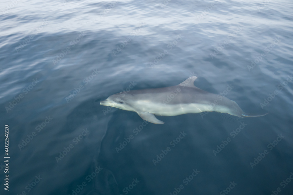 Naklejka premium Common Dolphins Bubbling and Breaching the Surface