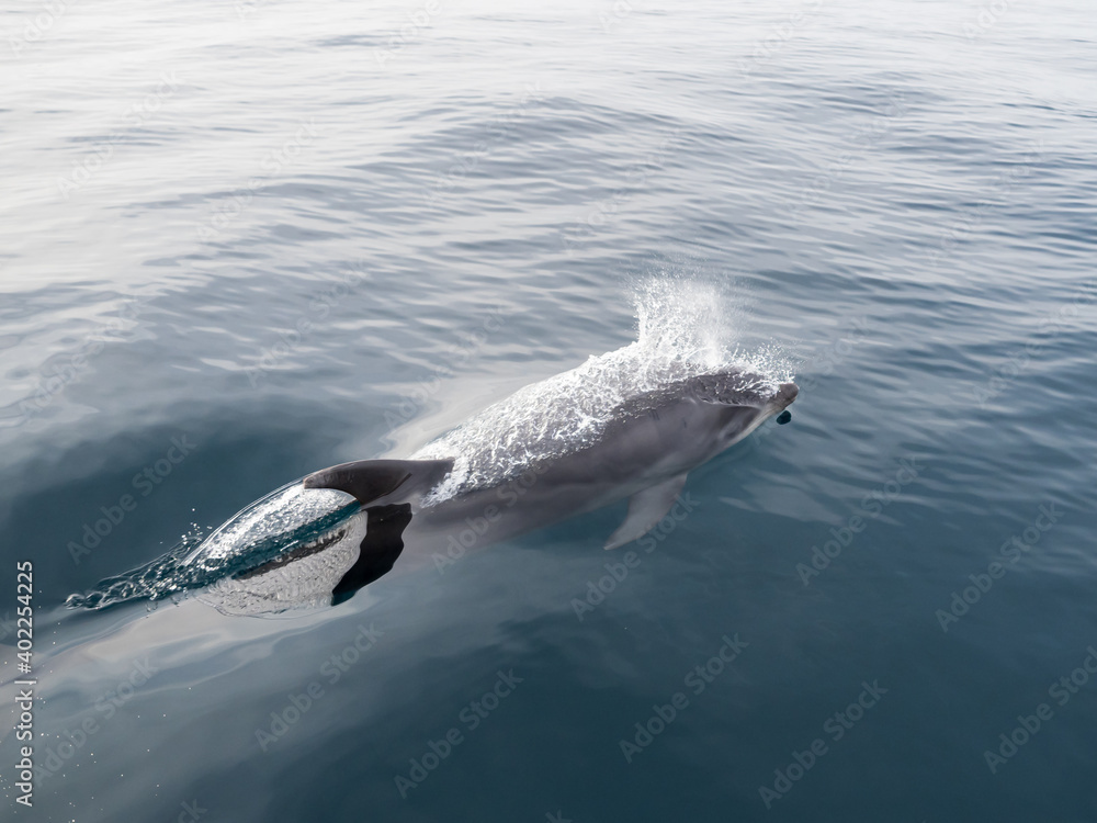 Fototapeta premium Common Dolphins Bubbling and Breaching the Surface