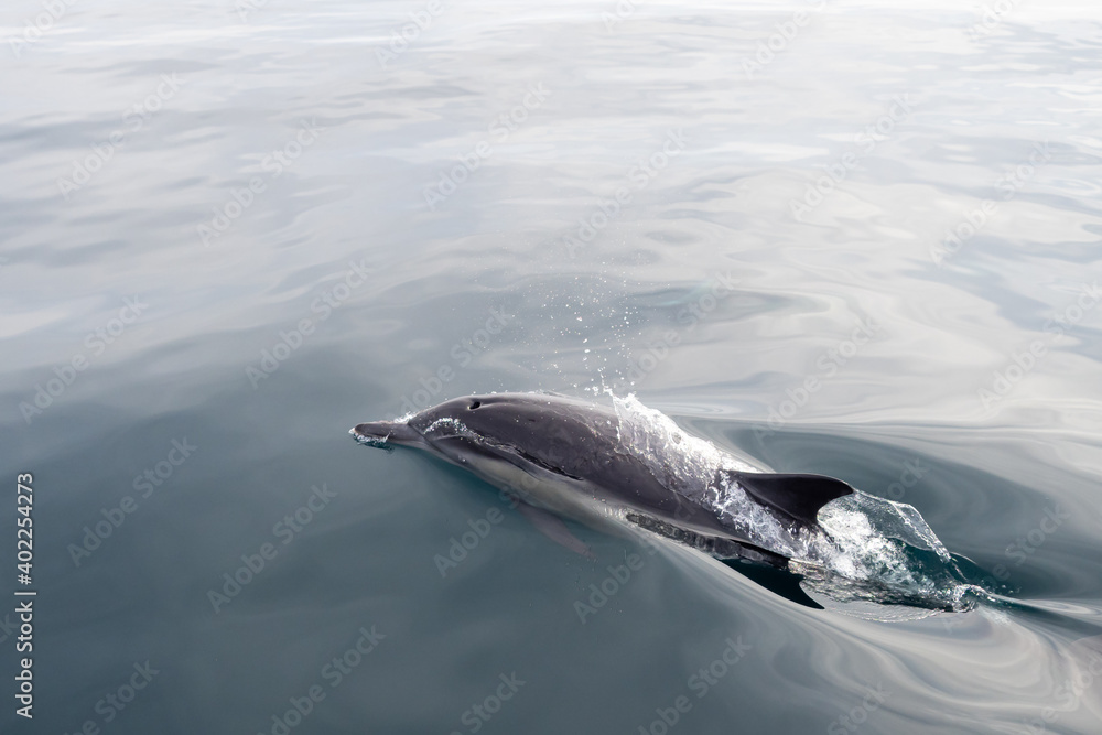 Obraz premium Common Dolphins Bubbling and Breaching the Surface