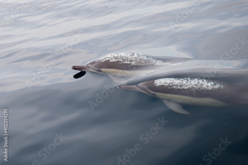 Common Dolphins Bubbling and Breaching the Surface © DesiDrew Photography