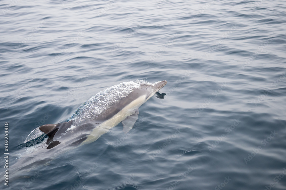 Fototapeta premium Common Dolphins Bubbling and Breaching the Surface