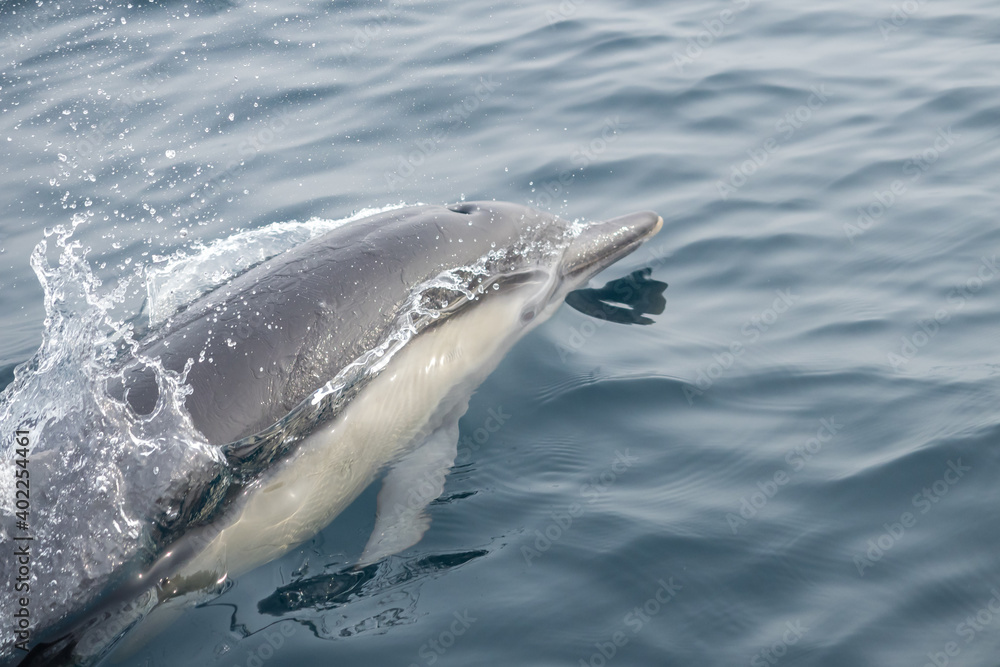 Fototapeta premium Common Dolphins Bubbling and Breaching the Surface