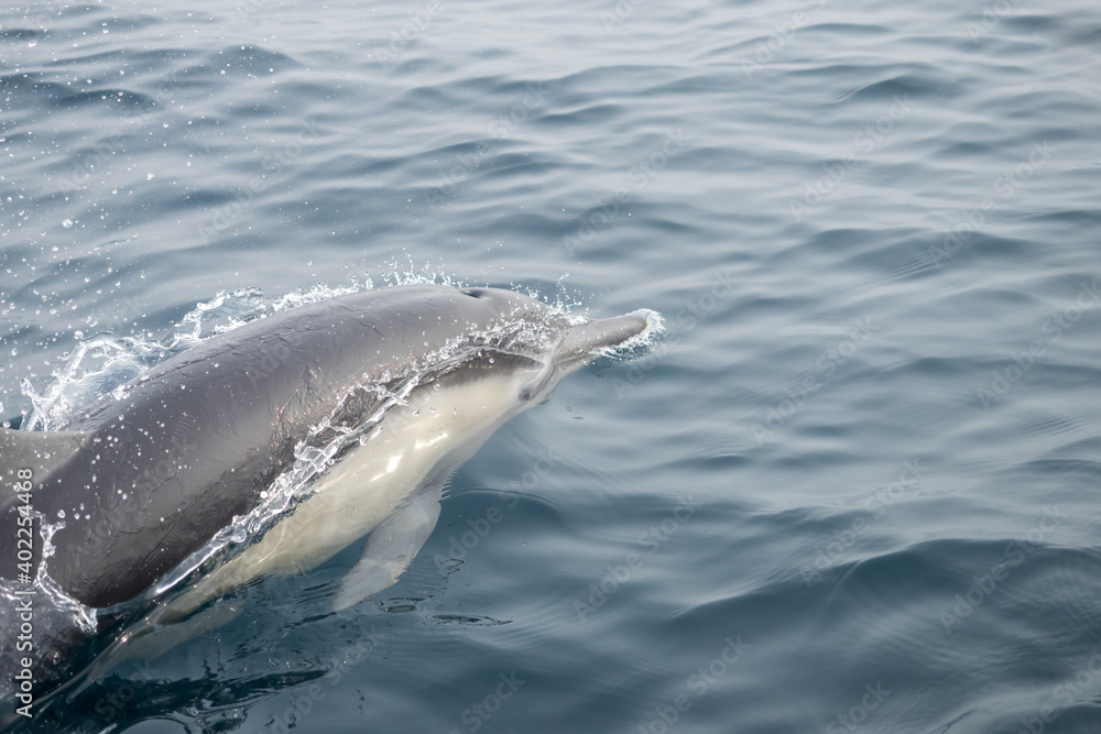 Obraz premium Common Dolphins Bubbling and Breaching the Surface