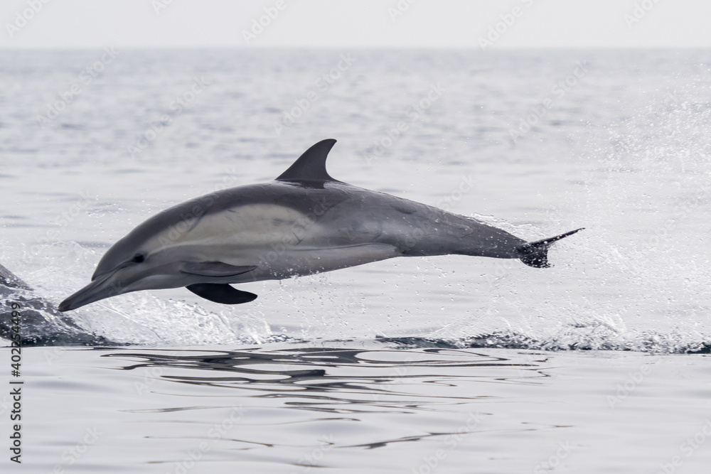 Fototapeta premium Common Dolphins Bubbling and Breaching the Surface
