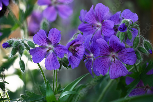 The violet flowers and buds of a geranium on a dark green background.