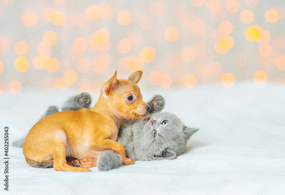 A red-haired toy terrier puppy looks at a small fluffy british horse who is meowing in his face sitting at home on the floor A red-haired toy terrier puppy looks at a small fluffy british horse who is meowing in his face sitting at home on the floor