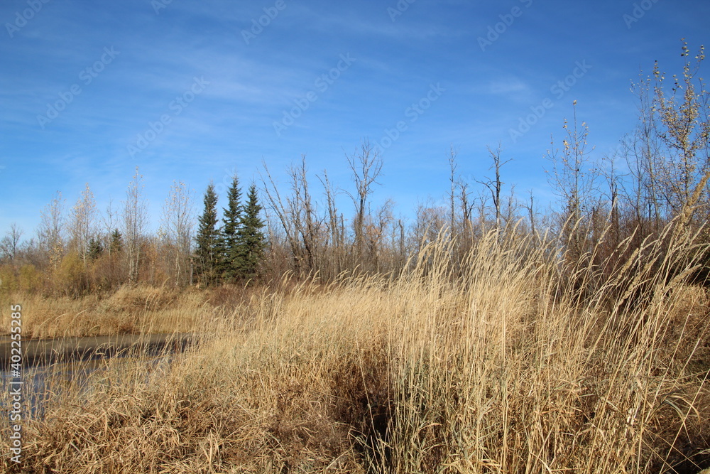 Fototapeta premium Autumns Grass, Pylypow Wetlands, Edmonton, Alberta