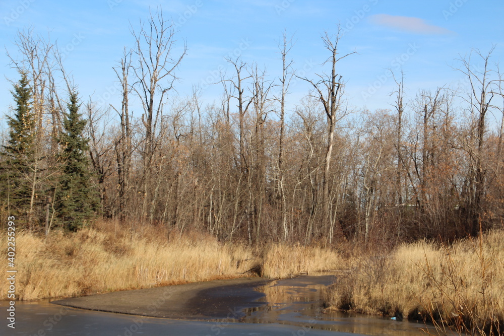 Bare Autumn On The Creek, Pylypow Wetlands, Edmonton, Alberta Bare Autumn On The Creek, Pylypow Wetlands, Edmonton, Alberta