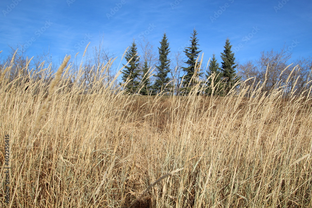 Fototapeta premium Wall Of Grass, Pylypow Wetlands, Edmonton, Alberta