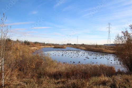 Life On The Pond  Pylypow Wetlands  Edmonton  Alberta