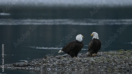 Bald Eagle (Haliaeetus leucocephalus) eating fish after a successful hunting for salmon in Fraser Valley, British Columbia, Canada
