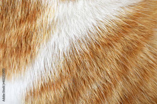 Cat fur texture background. Orange or ginger and white cat coat background. 