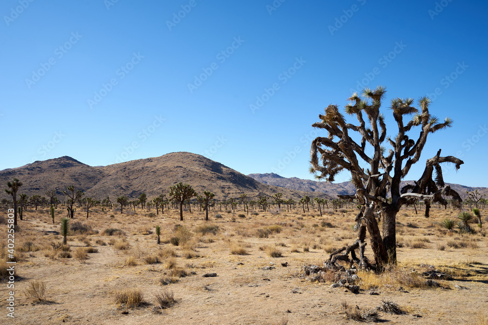 custom made wallpaper toronto digitalJoshua tree, Yucca brevifolia, in Park Boulevar Joshua Tree National Park, California, United States