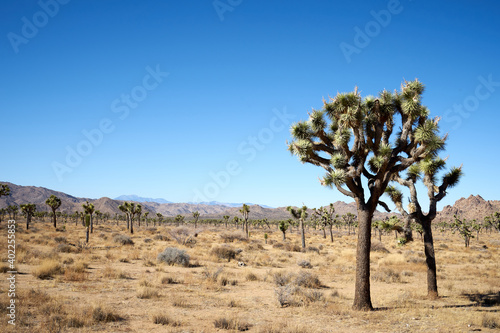 People with masks walking the trail in HIdden Valley of Joshua Tree National Park, California, United States