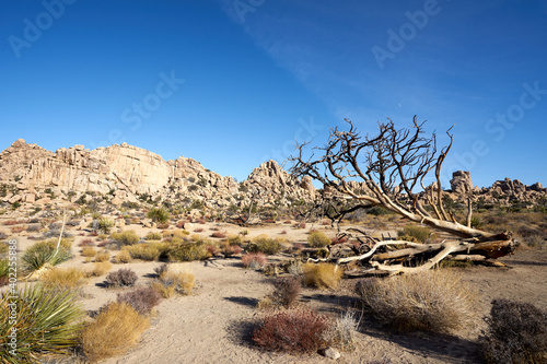 Wallpaper Mural Joshua tree, Yucca brevifolia, in Park Boulevar of Joshua Tree National Park, California, United States Torontodigital.ca